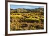 Common Wombat, Cradle Mountain-Lake St. Clair National Park, Tasmania-Mark A Johnson-Framed Photographic Print