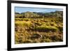 Common Wombat, Cradle Mountain-Lake St. Clair National Park, Tasmania-Mark A Johnson-Framed Photographic Print