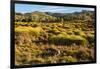 Common Wombat, Cradle Mountain-Lake St. Clair National Park, Tasmania-Mark A Johnson-Framed Photographic Print