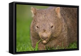 Common Wombat Frontal Portrait of an Adult Feeding-null-Framed Stretched Canvas