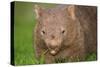 Common Wombat Frontal Portrait of an Adult Feeding-null-Stretched Canvas