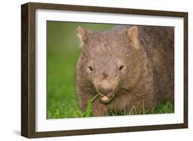 Common Wombat Frontal Portrait of an Adult Feeding-null-Framed Photographic Print