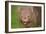 Common Wombat Frontal Portrait of an Adult Feeding-null-Framed Photographic Print