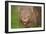 Common Wombat Frontal Portrait of an Adult Feeding-null-Framed Photographic Print