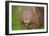 Common Wombat Frontal Portrait of an Adult Feeding-null-Framed Photographic Print