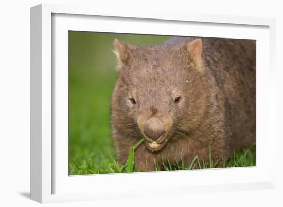 Common Wombat Frontal Portrait of an Adult Feeding-null-Framed Photographic Print