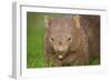 Common Wombat Frontal Portrait of an Adult Feeding-null-Framed Photographic Print