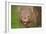 Common Wombat Frontal Portrait of an Adult Feeding-null-Framed Photographic Print