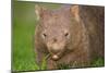 Common Wombat Frontal Portrait of an Adult Feeding-null-Mounted Photographic Print