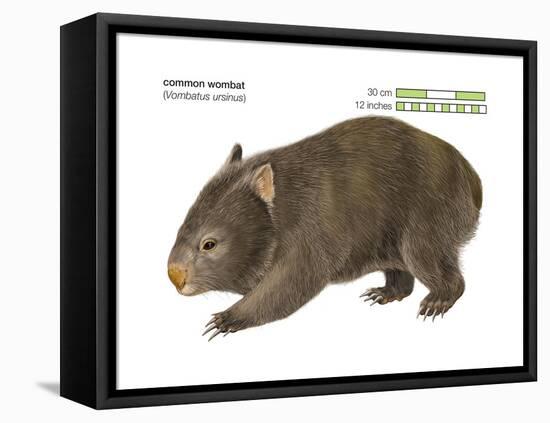 Common Wombat Phascolomis, or Vombatus Ursinus-Encyclopaedia Britannica-Framed Stretched Canvas