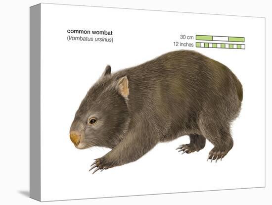 Common Wombat Phascolomis, or Vombatus Ursinus-Encyclopaedia Britannica-Stretched Canvas