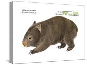 Common Wombat Phascolomis, or Vombatus Ursinus-Encyclopaedia Britannica-Stretched Canvas