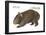 Common Wombat Phascolomis, or Vombatus Ursinus-Encyclopaedia Britannica-Framed Poster