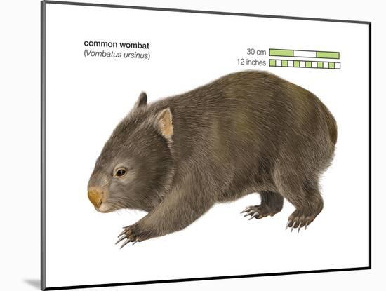 Common Wombat Phascolomis, or Vombatus Ursinus-Encyclopaedia Britannica-Mounted Poster