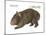 Common Wombat Phascolomis, or Vombatus Ursinus-Encyclopaedia Britannica-Mounted Poster