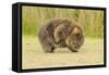 Common Wombat (Vombatus Ursinus) Adult Scratching, Tasmania-Dave Watts-Framed Stretched Canvas