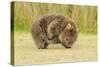 Common Wombat (Vombatus Ursinus) Adult Scratching, Tasmania-Dave Watts-Stretched Canvas