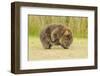 Common Wombat (Vombatus Ursinus) Adult Scratching, Tasmania-Dave Watts-Framed Photographic Print