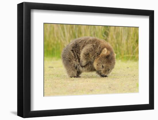 Common Wombat (Vombatus Ursinus) Adult Scratching, Tasmania-Dave Watts-Framed Photographic Print