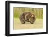 Common Wombat (Vombatus Ursinus) Adult Scratching, Tasmania-Dave Watts-Framed Photographic Print