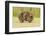 Common Wombat (Vombatus Ursinus) Adult Scratching, Tasmania-Dave Watts-Framed Photographic Print