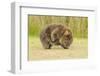 Common Wombat (Vombatus Ursinus) Adult Scratching, Tasmania-Dave Watts-Framed Photographic Print