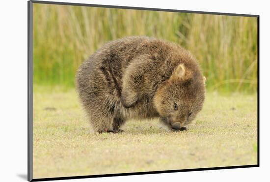 Common Wombat (Vombatus Ursinus) Adult Scratching, Tasmania-Dave Watts-Mounted Photographic Print