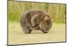 Common Wombat (Vombatus Ursinus) Adult Scratching, Tasmania-Dave Watts-Mounted Photographic Print