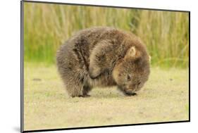 Common Wombat (Vombatus Ursinus) Adult Scratching, Tasmania-Dave Watts-Mounted Photographic Print