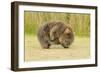 Common Wombat (Vombatus Ursinus) Adult Scratching, Tasmania-Dave Watts-Framed Photographic Print