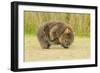 Common Wombat (Vombatus Ursinus) Adult Scratching, Tasmania-Dave Watts-Framed Photographic Print