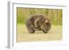 Common Wombat (Vombatus Ursinus) Adult Scratching, Tasmania-Dave Watts-Framed Photographic Print