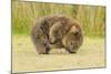 Common Wombat (Vombatus Ursinus) Adult Scratching, Tasmania-Dave Watts-Mounted Photographic Print