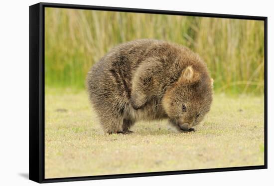 Common Wombat (Vombatus Ursinus) Adult Scratching, Tasmania-Dave Watts-Framed Stretched Canvas