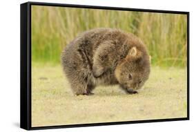 Common Wombat (Vombatus Ursinus) Adult Scratching, Tasmania-Dave Watts-Framed Stretched Canvas