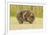 Common Wombat (Vombatus Ursinus) Adult Scratching, Tasmania-Dave Watts-Framed Photographic Print