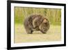 Common Wombat (Vombatus Ursinus) Adult Scratching, Tasmania-Dave Watts-Framed Photographic Print
