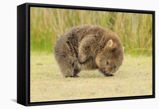 Common Wombat (Vombatus Ursinus) Adult Scratching, Tasmania-Dave Watts-Framed Stretched Canvas