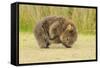 Common Wombat (Vombatus Ursinus) Adult Scratching, Tasmania-Dave Watts-Framed Stretched Canvas