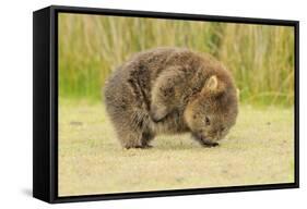 Common Wombat (Vombatus Ursinus) Adult Scratching, Tasmania-Dave Watts-Framed Stretched Canvas