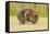 Common Wombat (Vombatus Ursinus) Adult Scratching, Tasmania-Dave Watts-Framed Stretched Canvas