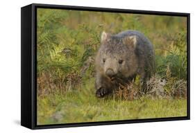 Common Wombat (Vombatus Ursinus). Tasmania, Australia, February-Dave Watts-Framed Stretched Canvas