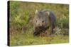 Common Wombat (Vombatus Ursinus). Tasmania, Australia, February-Dave Watts-Stretched Canvas