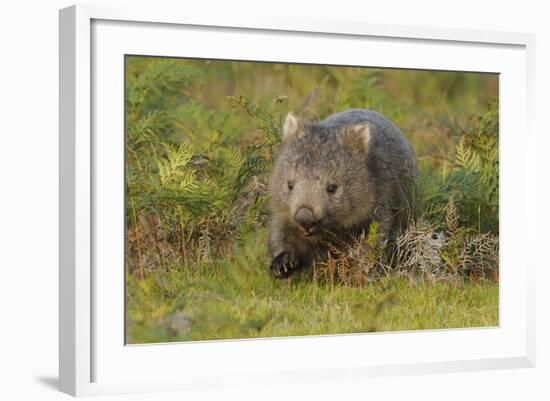 Common Wombat (Vombatus Ursinus). Tasmania, Australia, February-Dave Watts-Framed Photographic Print