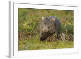 Common Wombat (Vombatus Ursinus). Tasmania, Australia, February-Dave Watts-Framed Photographic Print