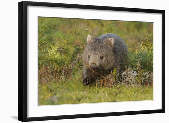 Common Wombat (Vombatus Ursinus). Tasmania, Australia, February-Dave Watts-Framed Photographic Print