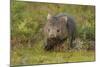 Common Wombat (Vombatus Ursinus). Tasmania, Australia, February-Dave Watts-Mounted Photographic Print