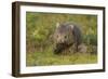 Common Wombat (Vombatus Ursinus). Tasmania, Australia, February-Dave Watts-Framed Photographic Print