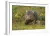 Common Wombat (Vombatus Ursinus). Tasmania, Australia, February-Dave Watts-Framed Photographic Print