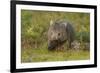 Common Wombat (Vombatus Ursinus). Tasmania, Australia, February-Dave Watts-Framed Photographic Print